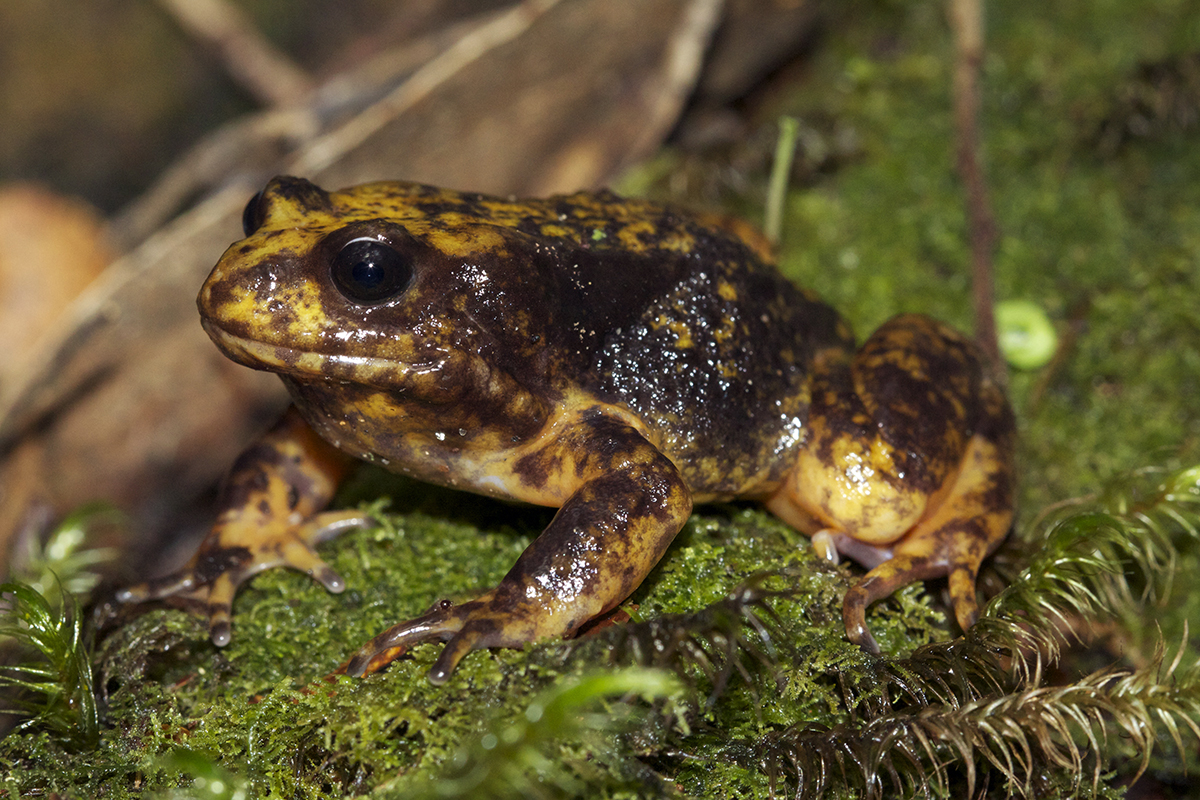 一只长着黑色大眼睛的黄色和棕色青蛙是在长满苔藓的原木上